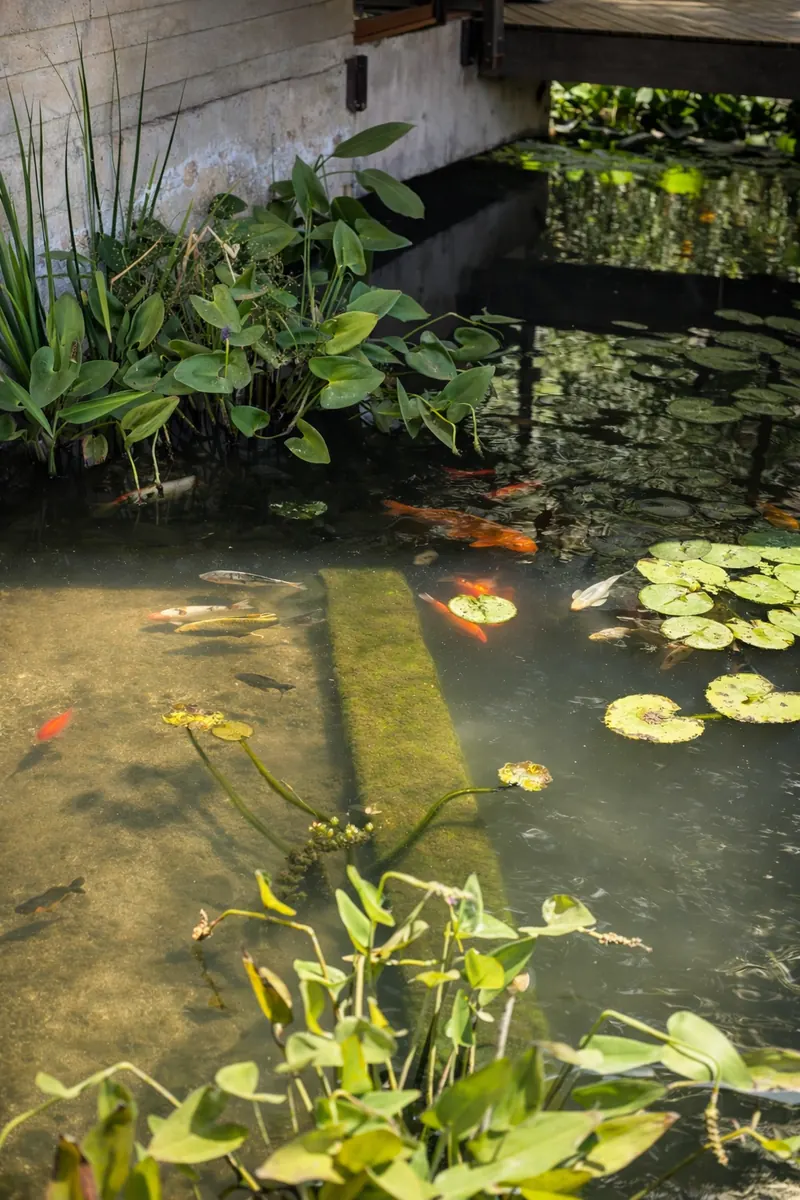 Jardín acuático con vegetación y carpas